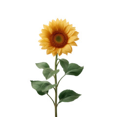 Fototapeta premium A vibrant sunflower with bright yellow petals and a brown center, standing tall against a white isolated background, perfect for floral arrangements or nature-themed designs.