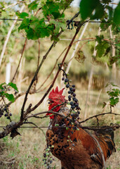 A colourful rooster eating grapes in the vineyard