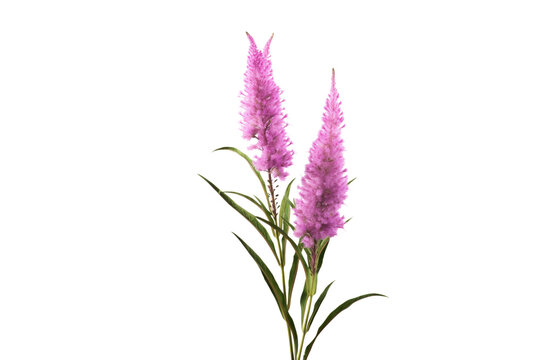 Two pink celosia flowers with long, slender stems and feathery plumes. background removed