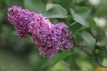 Blooming branches ofpurple lilac in the park.