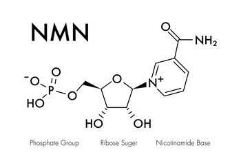 Molecular structure of NMN (Nicotinamide Mononucleotide) showing phosphate group, ribose sugar, and nicotinamide base