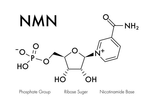 Molecular structure of NMN (Nicotinamide Mononucleotide) showing phosphate group, ribose sugar, and nicotinamide base