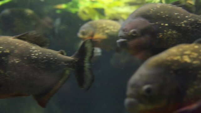 A dark and bulky black piranha swims silently in its tank, reflecting light on its scales.