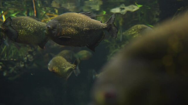 A dark and bulky black piranha swims silently in its tank, reflecting light on its scales.