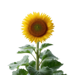 Fototapeta premium Bright sunflower with vibrant yellow petals and deep brown center, standing tall among lush green leaves against a white isolated background.