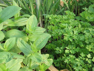 Herbs and flowers growing together in the same garden bed. Zinnias, parsley and lemon grass planted in a garden bed. Planting herbs and flowers together Gardening concept.
