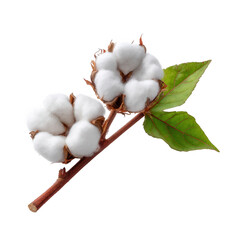 Cotton plant branch with fluffy bolls and green leaves, isolated on a white background, ideal for textile and agriculture themes.