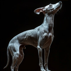 Whippet dog isolated on black background