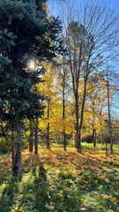 Obraz premium autumn in the park