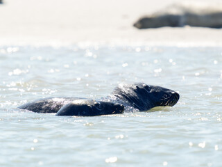 Obraz premium Deux phoques gris Halichoerus grypus jouant dans l’eau, mammifères marins en interaction, faune marine côtière, comportement social animal, phoque européen en mouvement