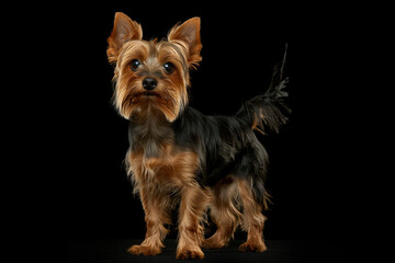 Yorkshire Terrier dog isolated on black background