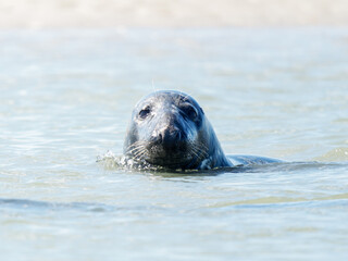 Fototapeta premium Phoque gris Halichoerus grypus nageant paisiblement dans l’eau, mammifère marin, faune sauvage côtière, phoque d’Europe, animal aquatique en mouvement