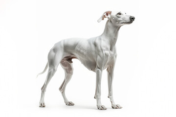 Adult Whippet standing on white background. Sleek and slender medium-sized sighthound with short smooth coat, elegant build, long legs, and graceful posture. Ideal for breed identification
