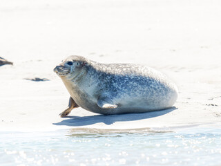 Phoque veau marin Phoca vitulina se déplaçant sur le sable à la Plaque aux Phoques de Berck,...