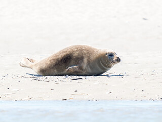Naklejka premium Phoque veau marin Phoca vitulina se déplaçant sur le sable à la Plaque aux Phoques de Berck, Pas-de-Calais, France, mammifère marin côtier, comportement naturel, faune sauvage marine