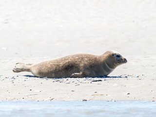 Phoque veau marin Phoca vitulina se déplaçant sur le sable à la Plaque aux Phoques de Berck,...
