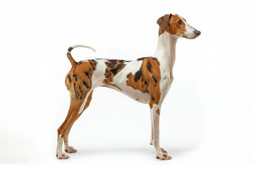 Adult Whippet standing on white background. Sleek and slender medium-sized sighthound with short smooth coat, elegant build, long legs, and graceful posture. Ideal for breed identification