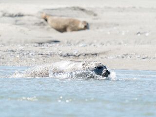 Phoque veau marin Phoca vitulina nageant dans les eaux c&ocirc;ti&egrave;res de la Plaque aux Phoques, Berck, Pas-de-Calais, France, mammif&egrave;re marin en milieu naturel, faune sauvage marine