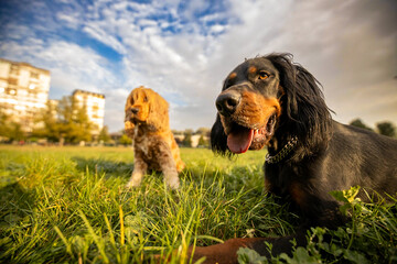 dogs in the field