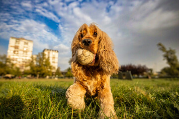 cocker spaniel puppy