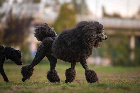black poodle running