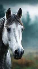 Obraz premium Majestic gray horse stands proudly in misty landscape during early morning light