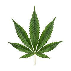 cannabis leaf isolated on white