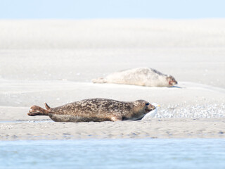 Phoque veau marin Phoca vitulina se déplaçant sur le sable à la Plaque aux Phoques de Berck, Pas-de-Calais, France, mammifère marin côtier, comportement naturel, faune sauvage marine