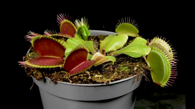 Potted venus flytrap slowly closing its jaws isolated on a black background