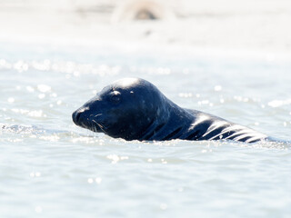 Phoque gris Halichoerus grypus nageant paisiblement dans l’eau, mammifère marin, faune sauvage côtière, phoque d’Europe, animal aquatique en mouvement