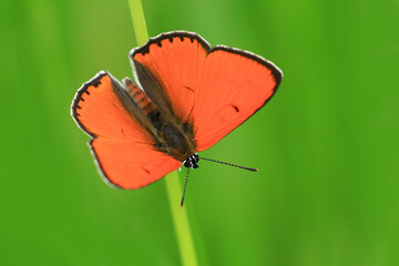 Butterfly on stem, macro photograpgy