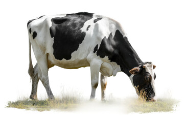 Holstein cow grazing on pasture: black and white dairy cattle in natural farm setting, cut out