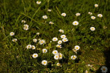 Daisies blooming in a green summer field