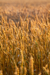 Vertical close-up of wheat crops in golden sunlight with blurred field behind