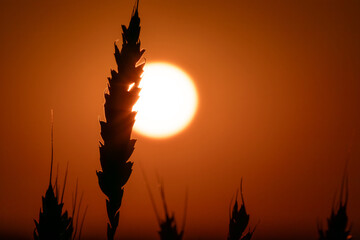 Close-up of wheat ear backlit with sun on vibrant sunset sky, contrast lighting