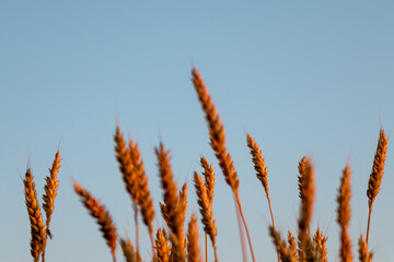 Wheat spikes close-up in golden sunrise light with a blue sky background