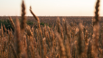 Wheat agriculture field in soft warm morning light with focus blur
