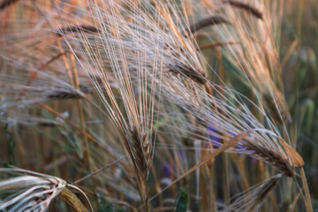 Close-up of long awns on grain spikes growing on wild field, natural rural scene