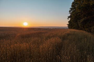 Wheat agriculture field scenery with morning sun shining on ripe wheat crops