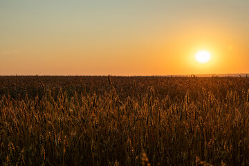 Golden sunrise sun shining on ripe wheat crops on agriculture field scenery