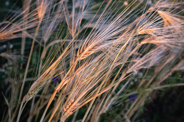 Close-up of barley with awns on grain spikes, field in warm morning light