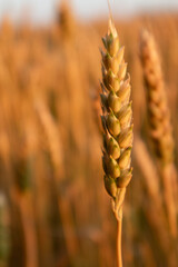 Wheat spike details in warm morning light on summer field blurry background 