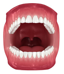 Dental anatomy - Opened Dentures. Dental dental 3D illustration