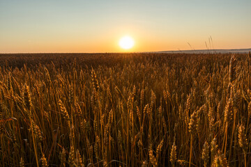 Sunrise above wheat agriculture field scenery with ripe wheat spikes in golden light