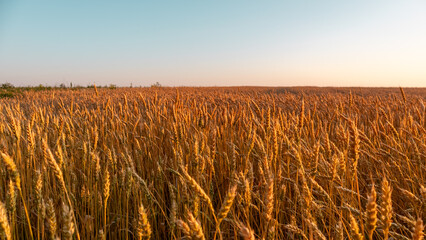 Ripe golden wheat ears in warm sunshine on agriculture field scenery with clear blue sky