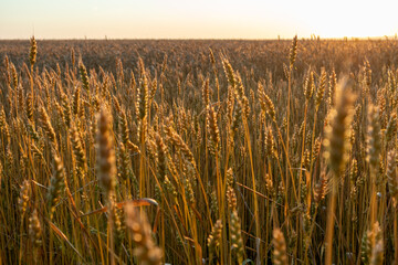 Wheat in warm morning sunlight on summer agriculture field