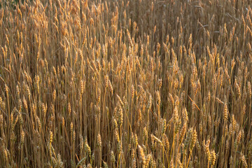 Wheat ears in golden sunlight, barley field botany textures