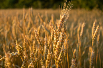 Sunny wheat grain head close-up on agriculture field scenery with blurred greenery in background