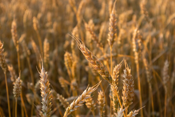 Wheat ears shine in golden hour light with blurry background of agricultural grain field