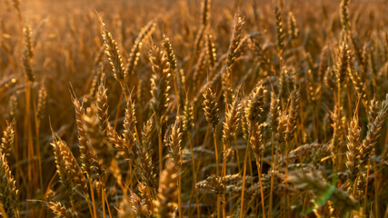 Ripe wheat crops close-up textures in summer sunny grains field